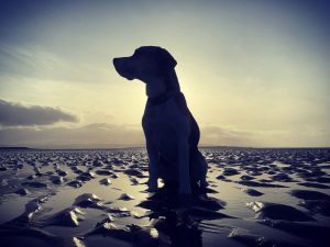 dog training near me