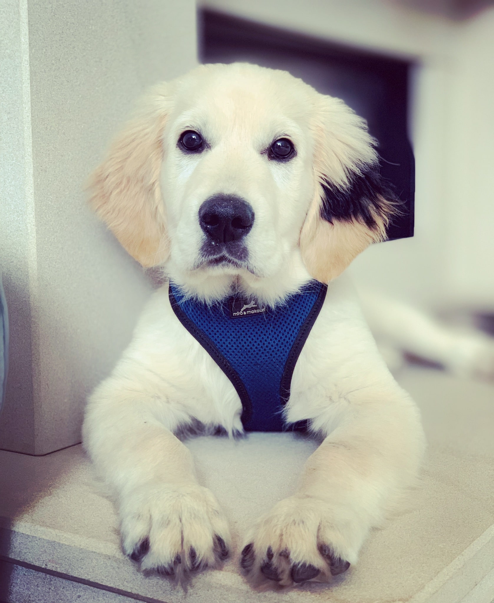 Dog behaviour rehabilitation at Paws in Nature, Heswall