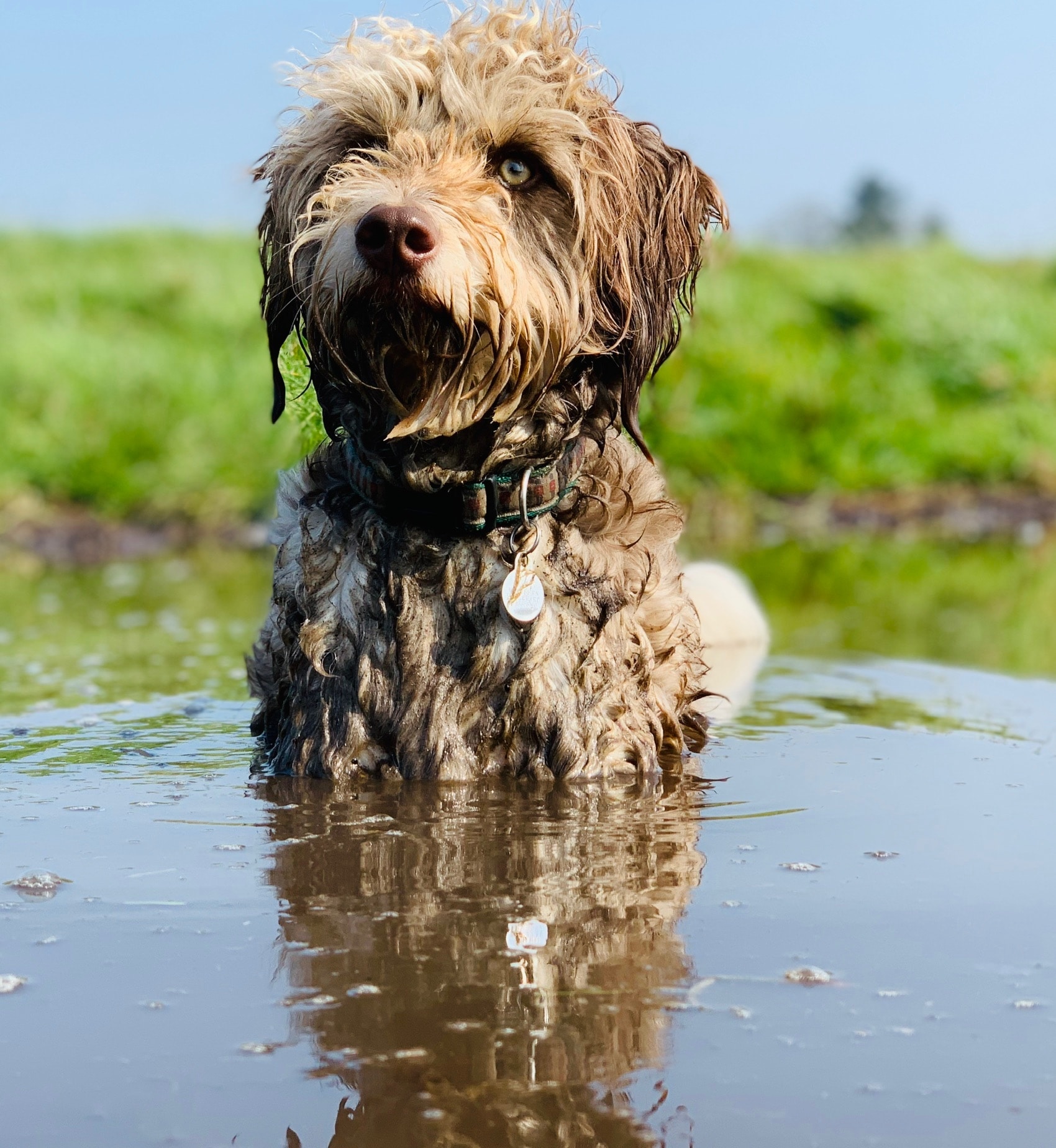 Dog training session at Paws in Nature, Wirral